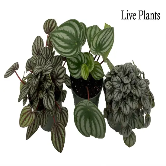 Peperomia Assortment - 3 Pack in 4" Pots {2}