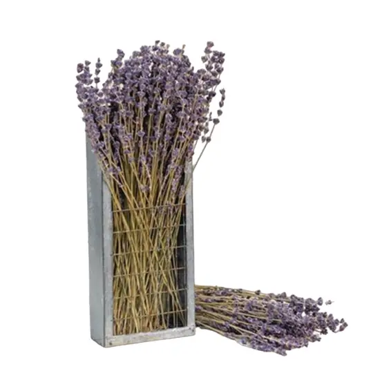 Dried Lavender Bunch 13" {1}