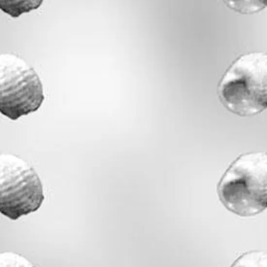 3D Seashell Chocolate Mold for Crafting Edible Treats {5}