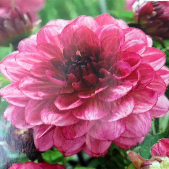 Muchacha Dahlia - Decorative Flower - #1 Size Root Clump {1}