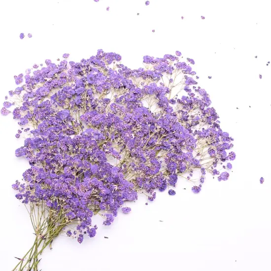 Purple 70 Branches Pressed Flowers Bulk Dried Flower for Resin , Dried Babys Breath Flower with 2 Tweezer {2}