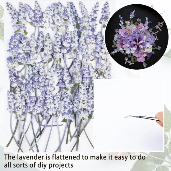 50Pcs Lavender Dried Pressed Flowers for Crafts,Xinxinran Dry Flowers Kit for Wedding Invitation,Resin Molds Bookmark,Jewelry Molds,Candle Making Supplies,Soap,Frame,Cakes {2}