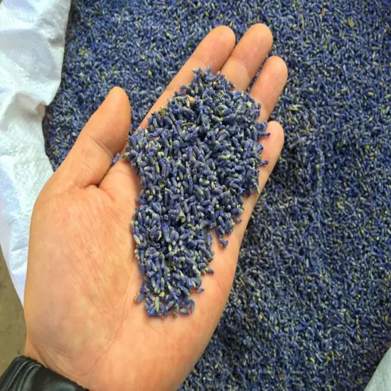 Fragrant Lavender Buds Natural Dried Flowers Wholesale, Ultra Blue Grade - 1/2 Pound {2}
