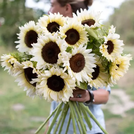 6PCS Large Artificial White Sunflowers &ndash; 26" Long Stem Faux Silk Flowers for Elegant Summer Home Decor & Seasonal Arrangements {3}