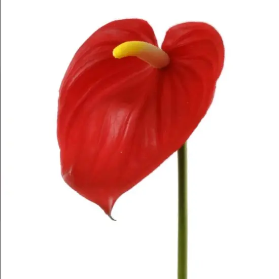 29" Anthurium - 4 PACK {4}