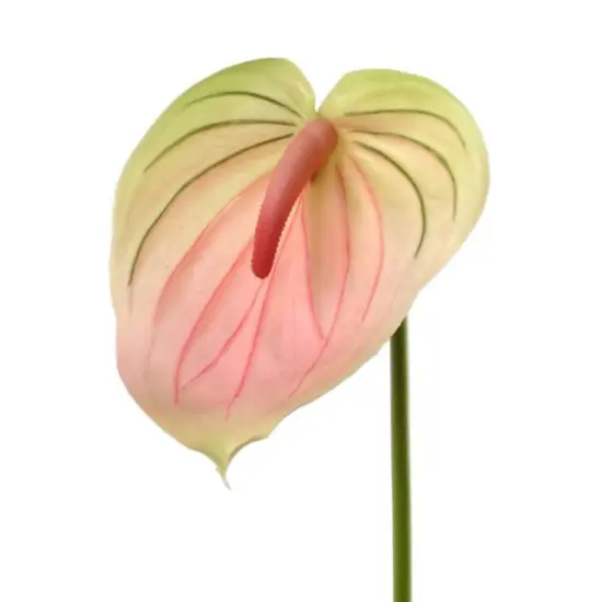 29" Anthurium - 4 PACK {2}