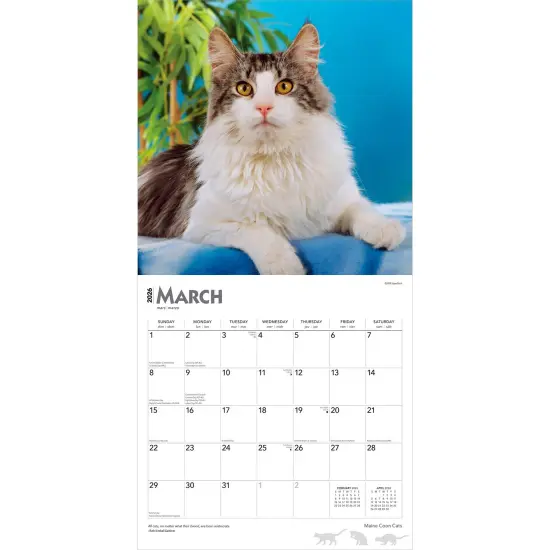 Maine Coon Cats | 2026 12 x 24 Inch (Hanging) Monthly Square Wall Calendar | Plastic-Free {3}