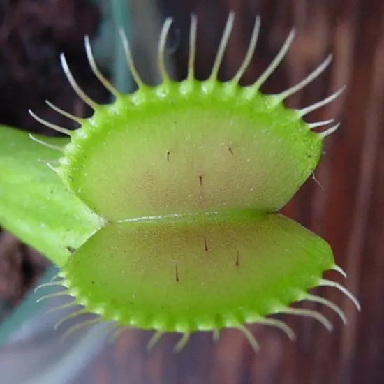 Venus Fly Trap Plant - CARNIVOROUS - Dionaea - 2" Pot {3}