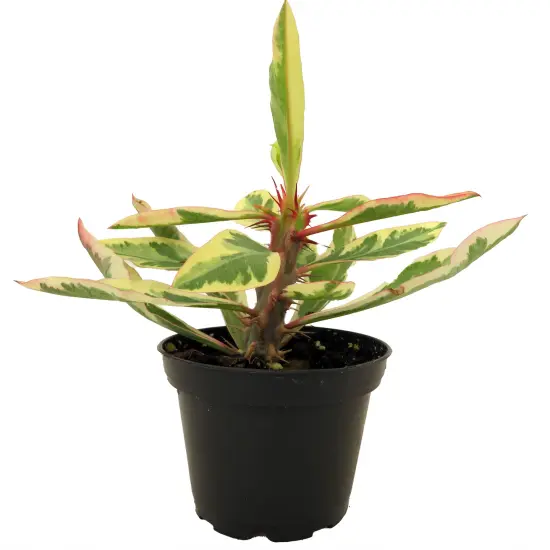 Rare White Lightening Crown of Thorns Plant - Euphorbia - 2.5" Pot - Trending {1}