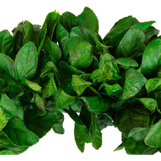 Northlight Preserved Leaf Spring Garden Wreath - 20" - Unlit Green {6}