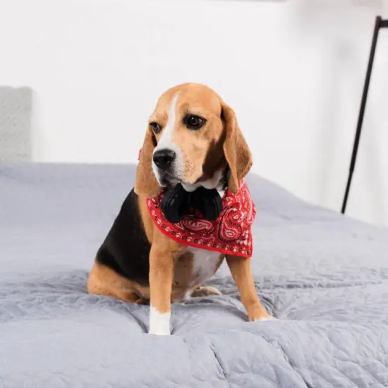 Mechaly Pack of 8 Paisley Cotton Dog Bandana Triangle Shape- Fits Most Pets {6}