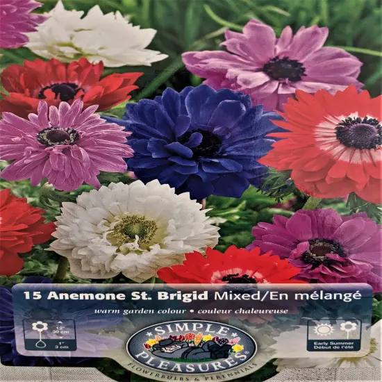 St. Brigid Anemone Windflowers Mixture - 15 Bulbs - 8/+ cm Bulbs {1}