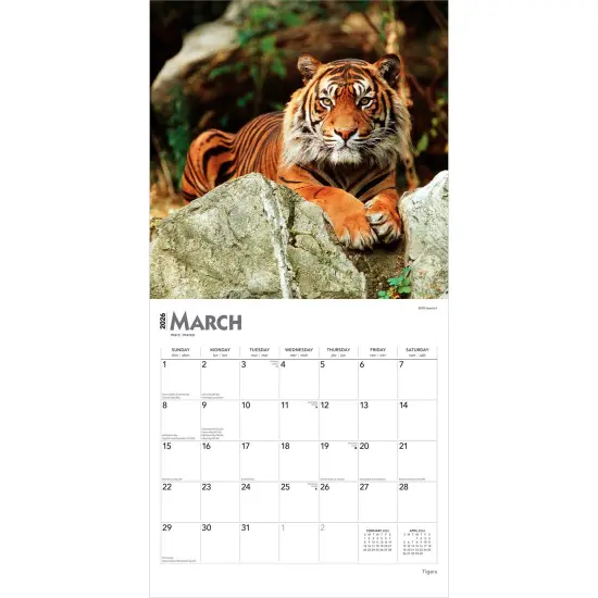 Tigers | 2026 12 x 24 Inch (Hanging) Monthly Square Wall Calendar | Plastic-Free {3}