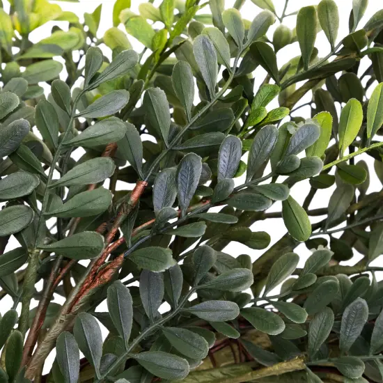 Northlight 32" Mixed Greens Lush Boxwood Artificial Wreath - Unlit {6}