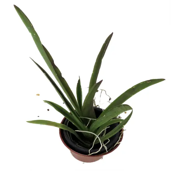 Tiny Dancer- Tolumnia- Miniature Orchid Plant without Flower Spike - 2" Pot - Beautiful House Plant {3}