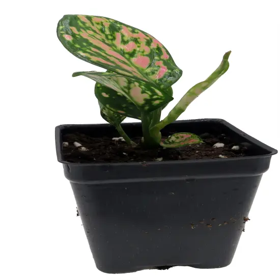 Red Lady Valentine Chinese Evergreen Plant - Aglaonema - 2.5" Pot {4}