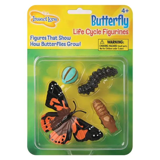 Butterfly Life Cycle Stages {1}