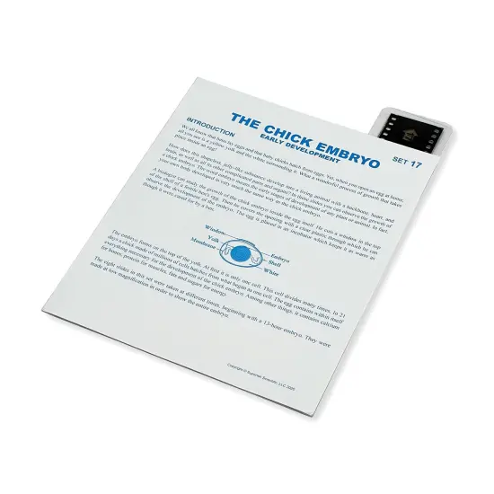 Microslide, The Chick Embryo, 35mm {1}