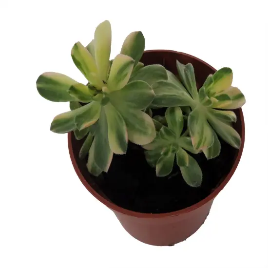 Suncup Succulent -Aeonium Castello Paive Variegata-2.5" Pot {3}