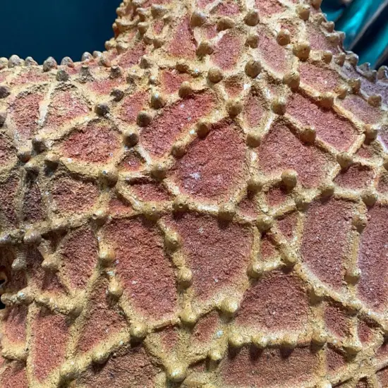 Comic Cushion Starfish Statue {6}