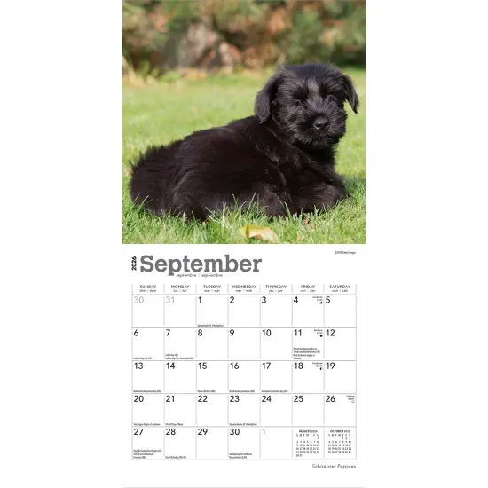 Schnauzer Puppies | 2026 7 x 14 Inch (Hanging) Monthly Mini Wall Calendar {4}