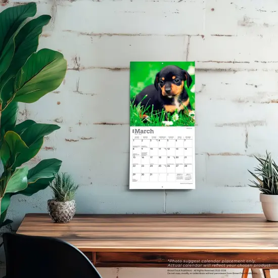Dachshund Puppies | 2026 7 x 14 Inch (Hanging) Monthly Mini Wall Calendar {5}