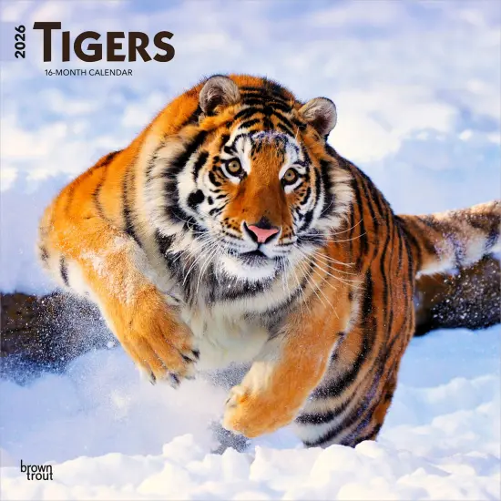 Tigers | 2026 12 x 24 Inch (Hanging) Monthly Square Wall Calendar | Plastic-Free {1}