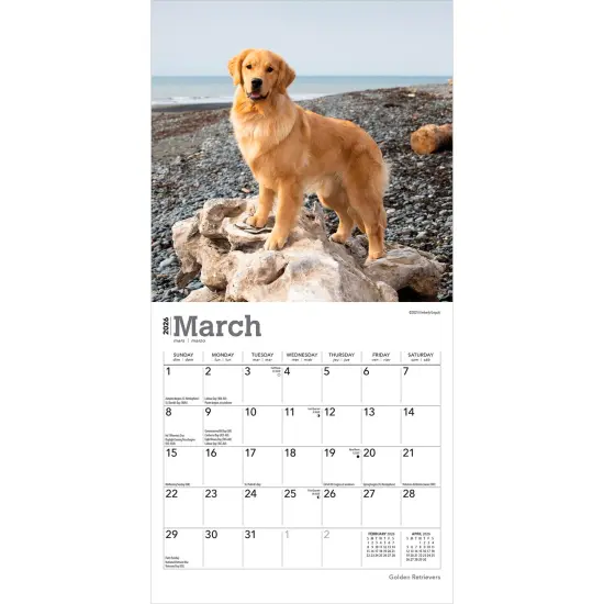 Golden Retrievers | 2026 7 x 14 Inch (Hanging) Monthly Mini Wall Calendar {3}