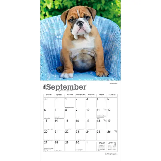 Bulldog Puppies | 2026 7 x 14 Inch (Hanging) Monthly Mini Wall Calendar {4}