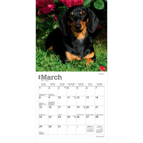 Dachshunds | 2026 7 x 14 Inch (Hanging) Monthly Mini Wall Calendar {3}