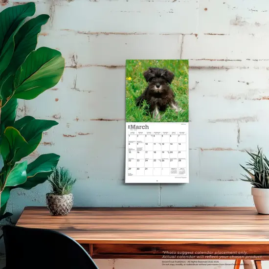 Schnauzer Puppies | 2026 7 x 14 Inch (Hanging) Monthly Mini Wall Calendar {5}