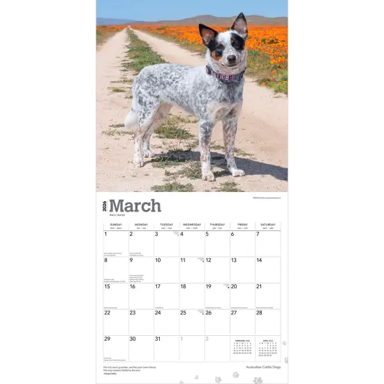 Australian Cattle Dogs | 2026 12 x 24 Inch (Hanging) Monthly Square Wall Calendar | Plastic-Free {3}