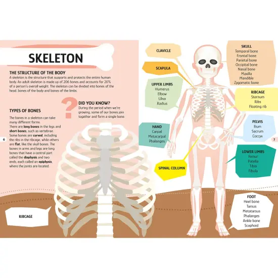 Sassi: Travel, Learn & Explore - The Human Body - 200pc Shaped Puzzle & 32-Page Book, Educational Set, Facts About Bodily Systems, (N.E. 2024) Kids 6+ {7}