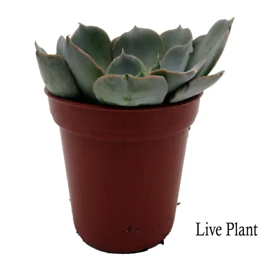 Truffles Succulent Plant - Echeveria shavianna - 2.5" Pot {2}
