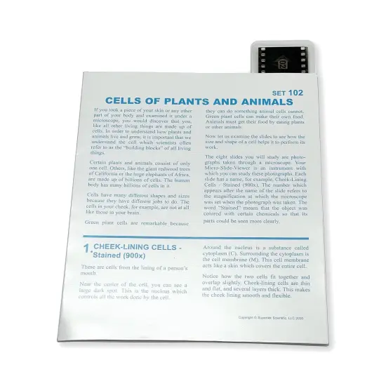 Microslide, Cells Of Plants and Animals, 35mm {1}