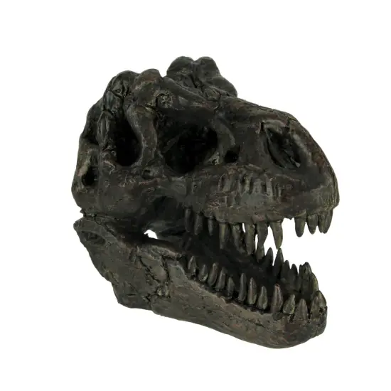 Tyrannosaurus Rex Dinosaur Head Fossil Statue Small {1}