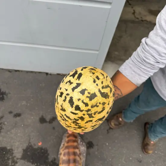 Large Theropod Dinosaur Egg Life Size Statue {5}