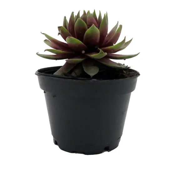 Chick Charmlettes&reg; Rowdy Rudy - Sempervivum - 2" Pot {1}