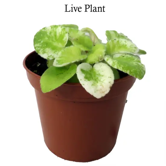 Dark Kiss Miniature African Violet - 2" Pot - Violet Collector's Series {2}