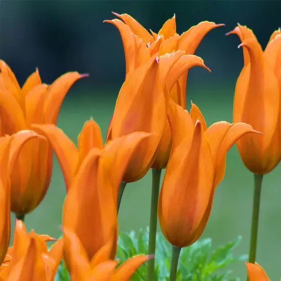 Ballerina Lily-Flowered Tulip - 7 Bulbs - 12/+ cm Bulbs {1}