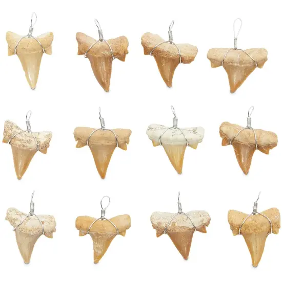 12 Pack Shark Teeth Necklace Pendants for DIY Crafts (0.787 x 0.98 In) {1}