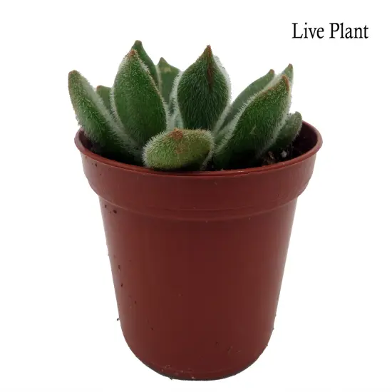 Firecracker Succulent Plant - Echeveria setosa - 2.5" Pot {2}