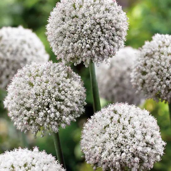 Ping Pong Flowering Onion Allium 25 Bulbs - 6/+ cm - New {1}