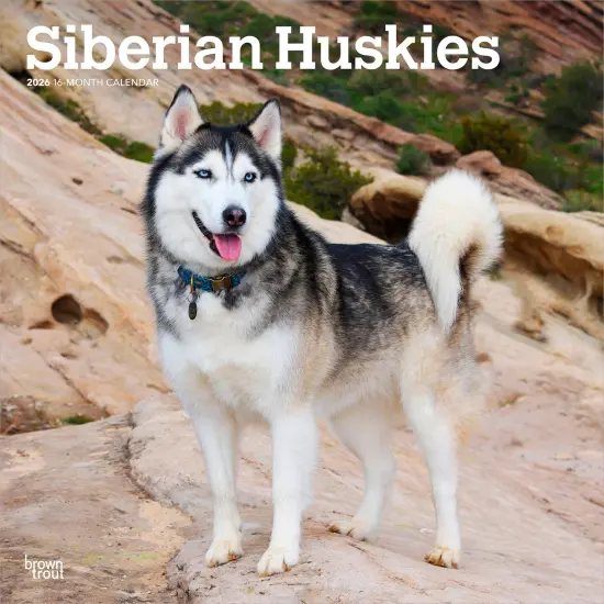 Siberian Huskies | 2026 12 x 24 Inch (Hanging) Monthly Square Wall Calendar | Plastic-Free {1}