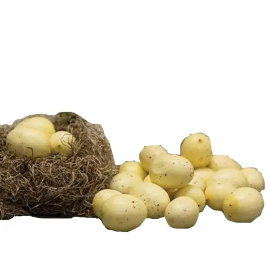 Set Of 24, Speckled Eggs {1}