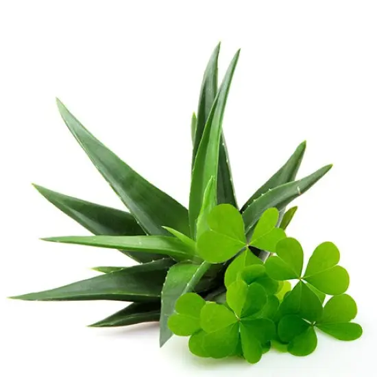 Green Clover & Aloe - Premium Fragrance Oil {1}