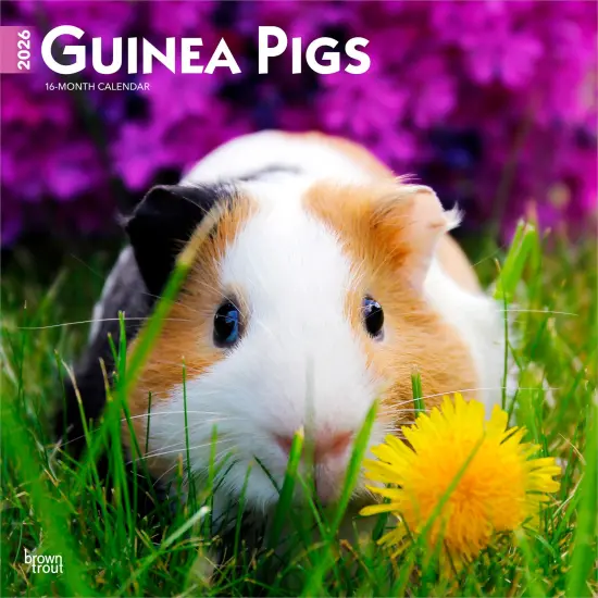 Guinea Pigs | 2026 12 x 24 Inch (Hanging) Monthly Square Wall Calendar | Plastic-Free {1}