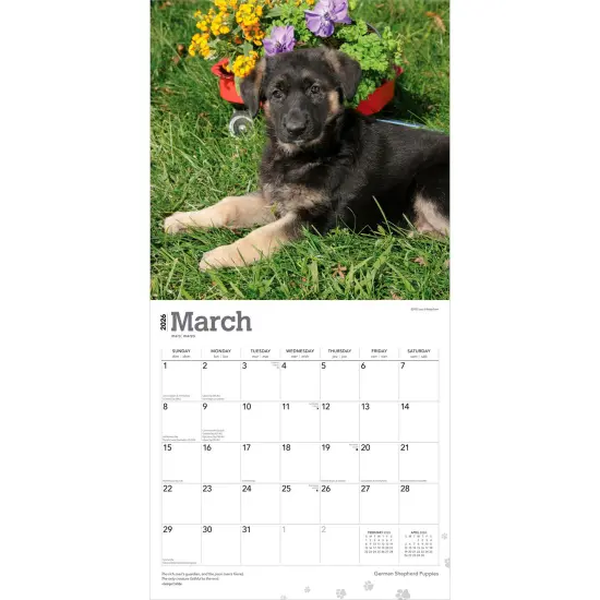 German Shepherd Puppies | 2026 12 x 24 Inch (Hanging) Monthly Square Wall Calendar | Plastic-Free {3}