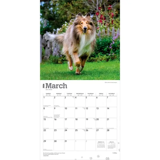Collies | 2026 12 x 24 Inch (Hanging) Monthly Square Wall Calendar | Plastic-Free {3}