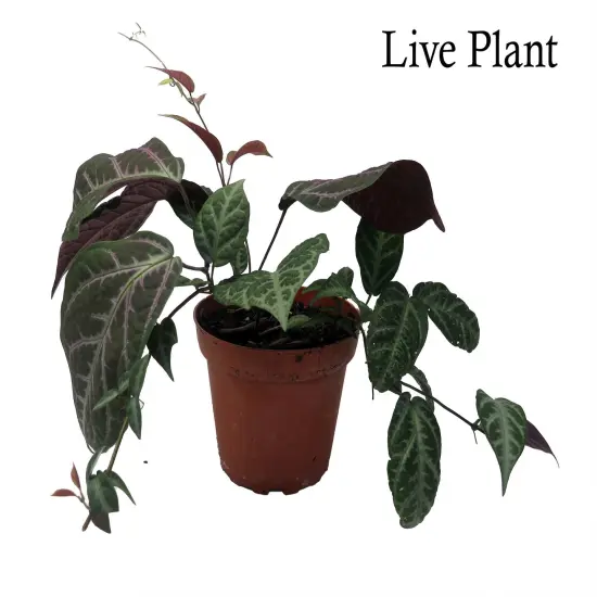 Bignonia Argyro Violacea - Crossvine - 4'' pot {2}